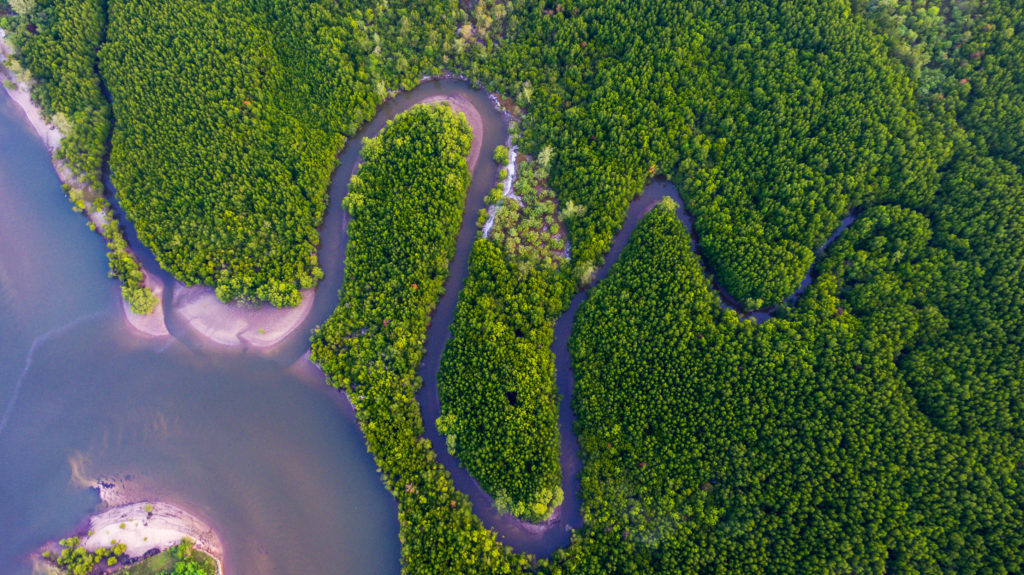 forests in Thailand.