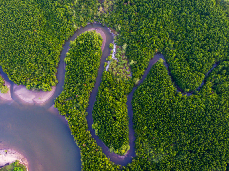 forests in Thailand.